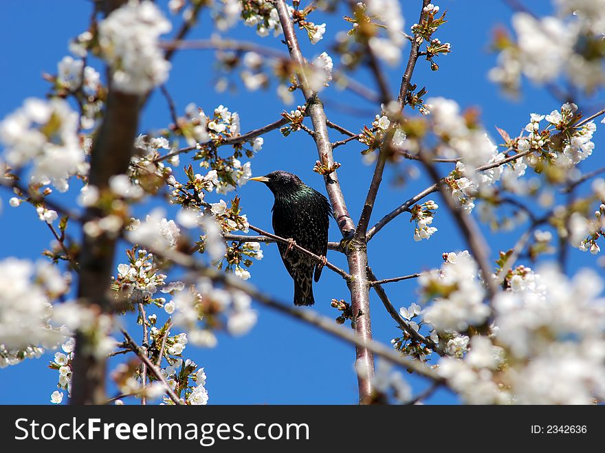 The starling in the inflorescence