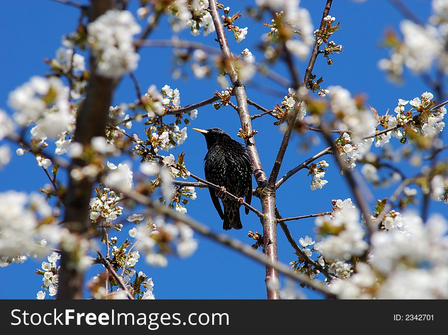 The starling in the inflorescence. The starling in the inflorescence
