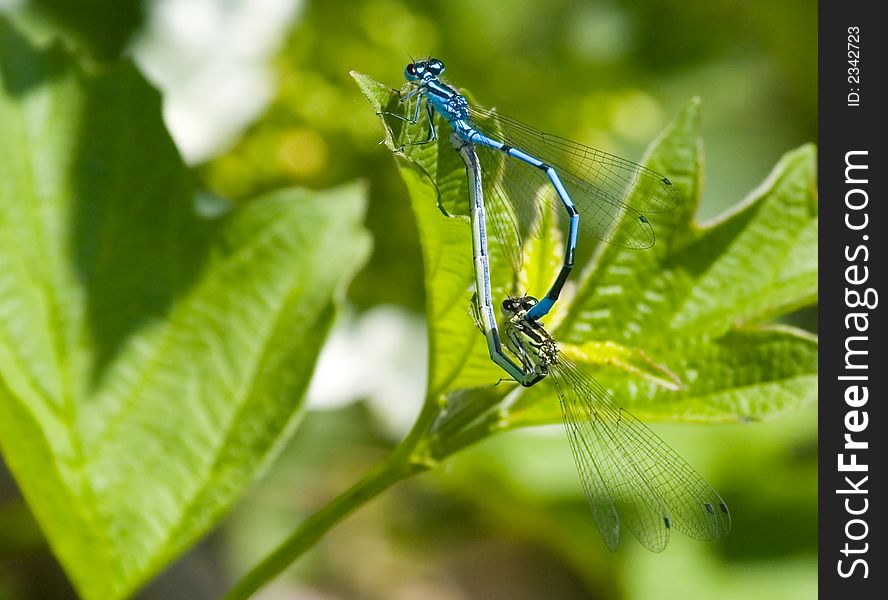 A pair of damselfly's mating. A pair of damselfly's mating