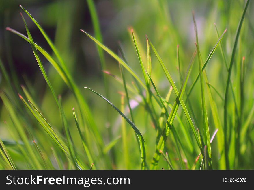 Green grass background, high quality detailed photo