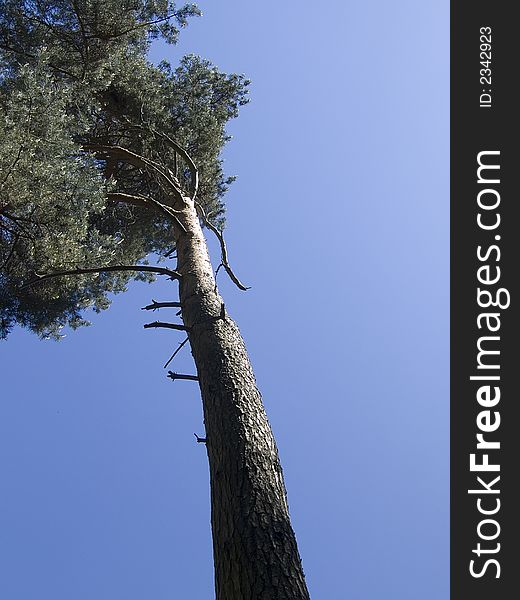 An old pine in a forest