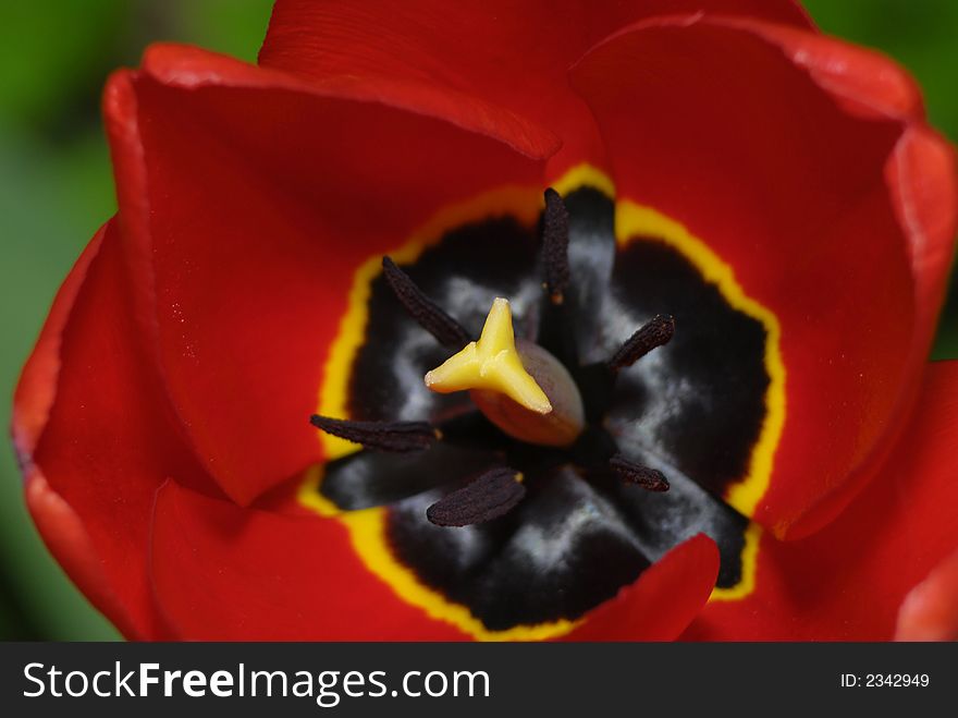 Red tulip flower close up