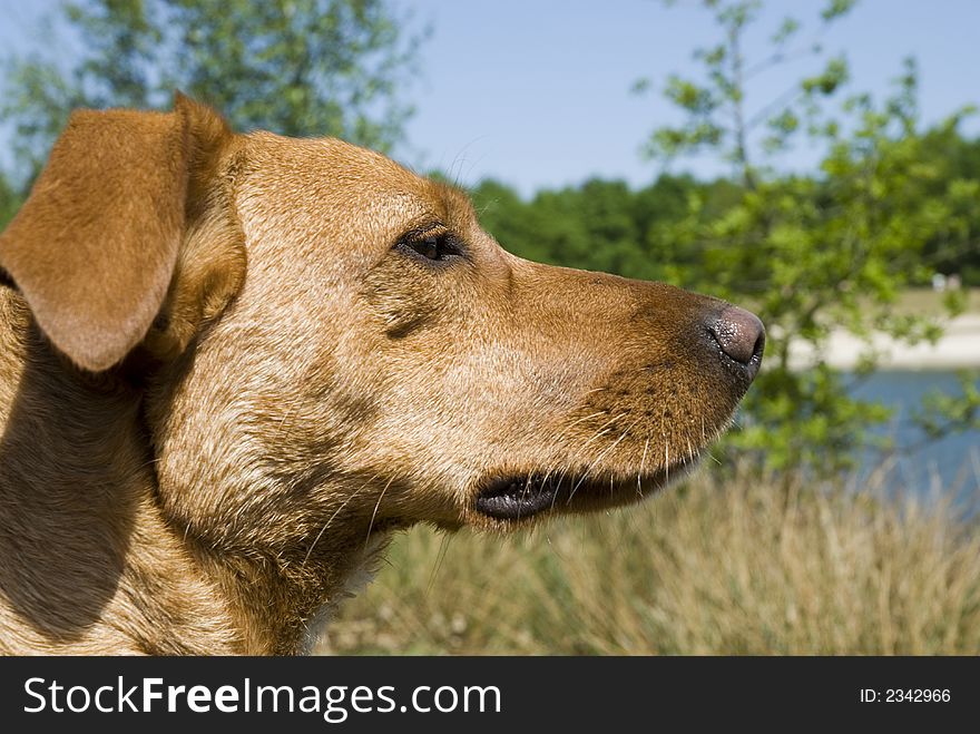 The head of a brown dog close. The head of a brown dog close