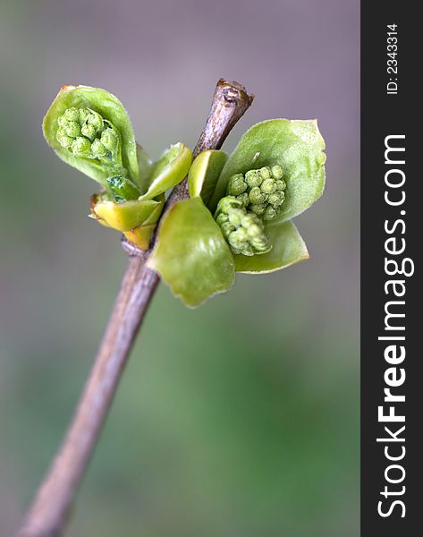 Close-up of leaf bud