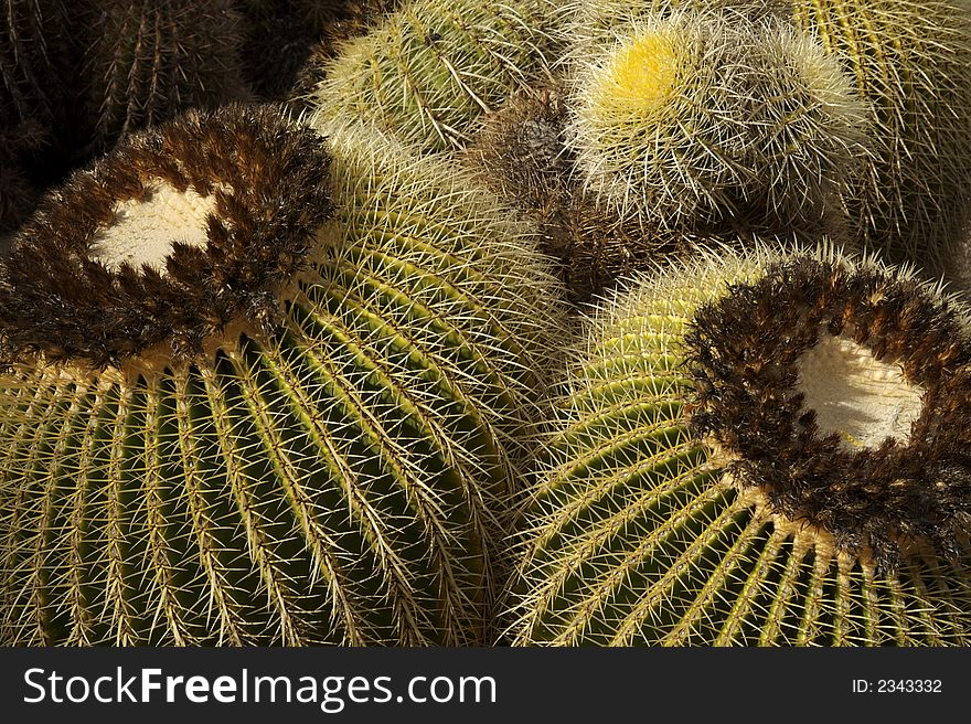 Close-up of mountain ball cactus