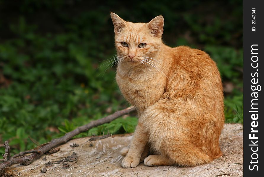 Foxy cat sitting on stone