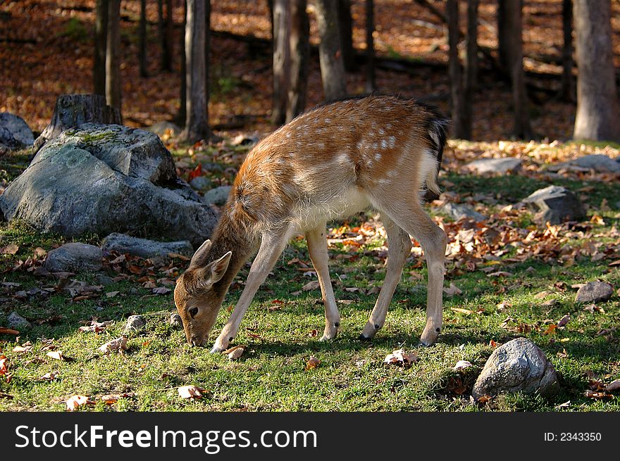 Deer bambi eating some grass in nature