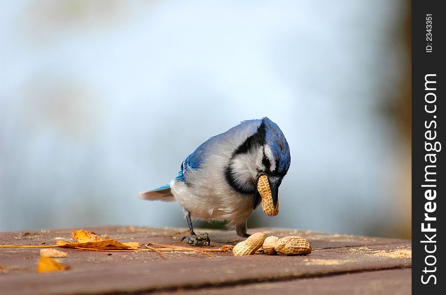 Blue jay on the picnic table eating some peanuts. Blue jay on the picnic table eating some peanuts