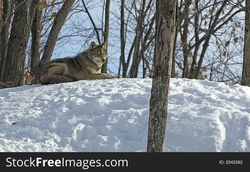 Winter coyote lying down relaxing on the snow