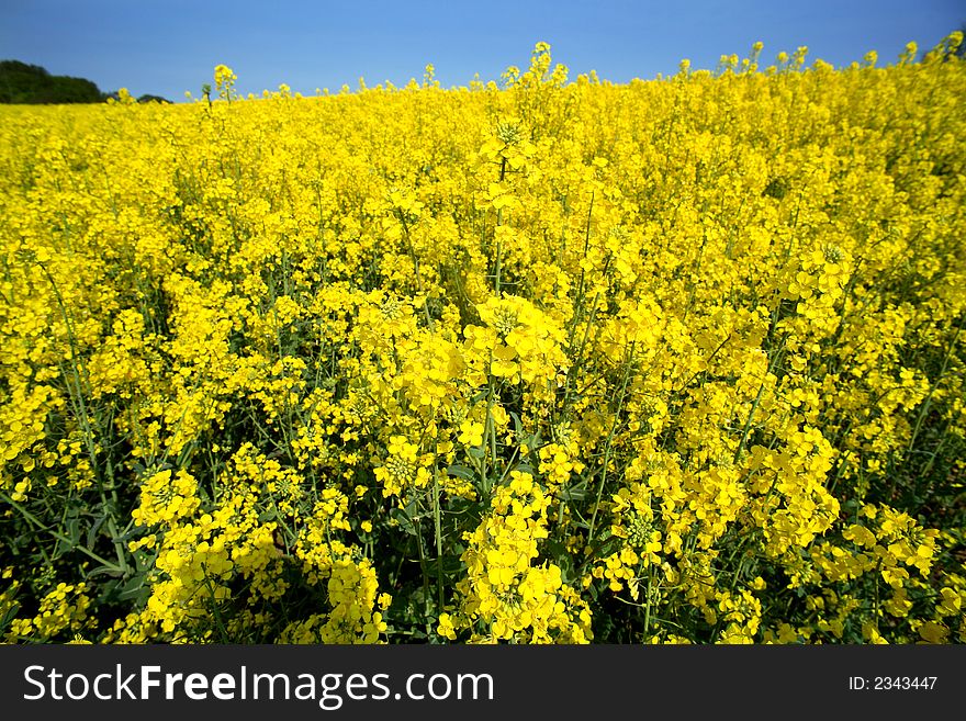 Yellow rape field english countryside