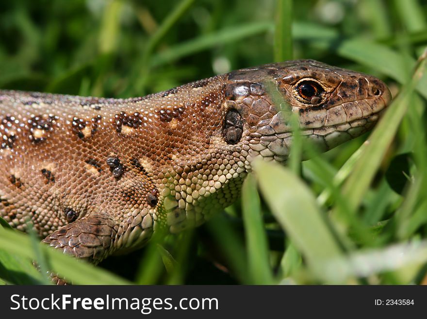 Female of lizard in spring grass. Female of lizard in spring grass