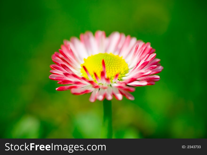 Small daisy flowers photo with small DOF