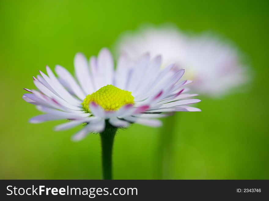 Small daisy flowers photo with small DOF