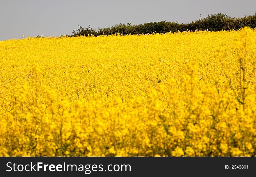 Yellow rape field english countryside