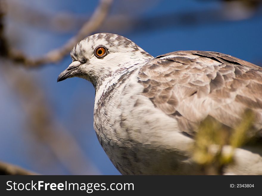 Beauty pigeon bird portrait in nature