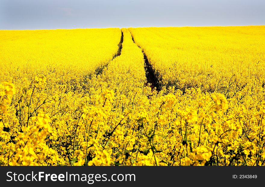 Yellow rape field english countryside