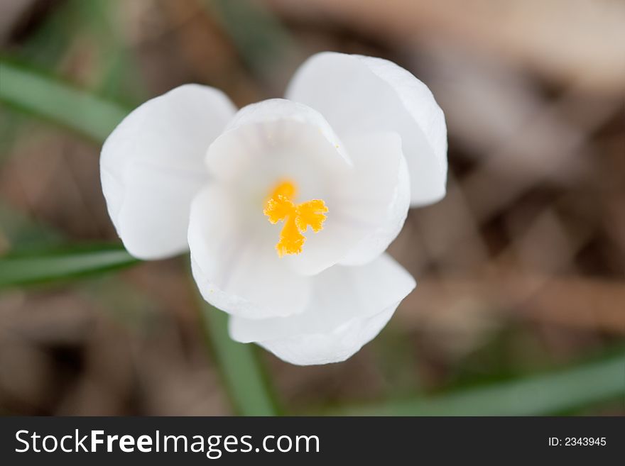 Detail of white crocus, very shallow focus