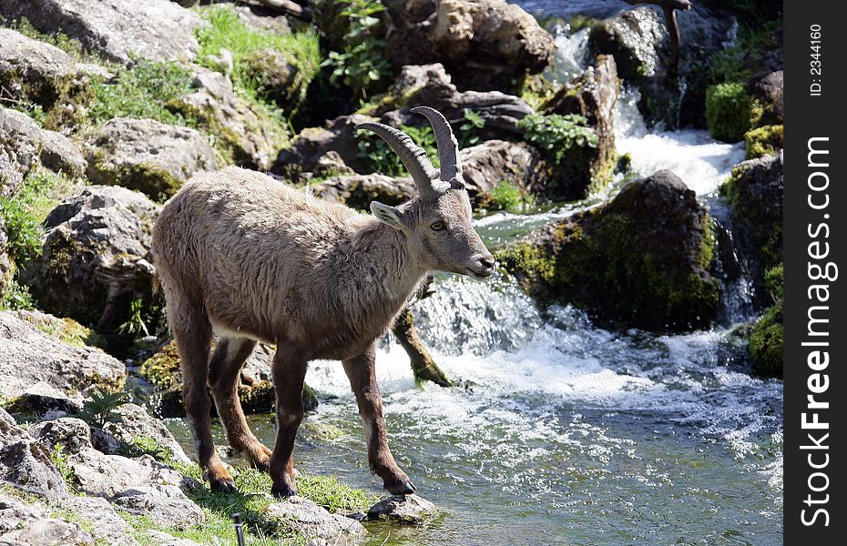 View of ibex at watering place. View of ibex at watering place