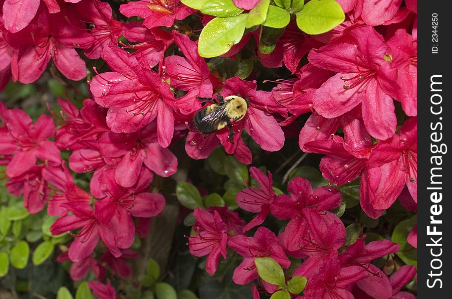 A bee gathers nectar from an Azalea bush in the springtime. A bee gathers nectar from an Azalea bush in the springtime