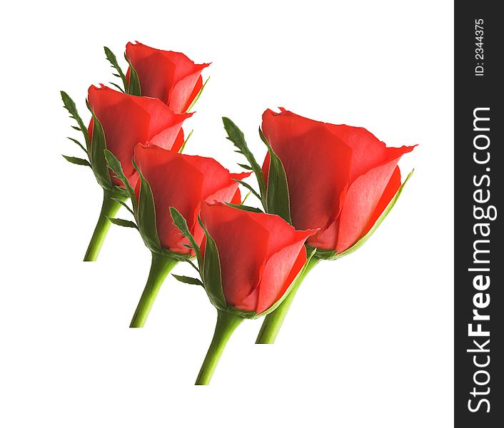 A photo of isolated red roses (room for text)