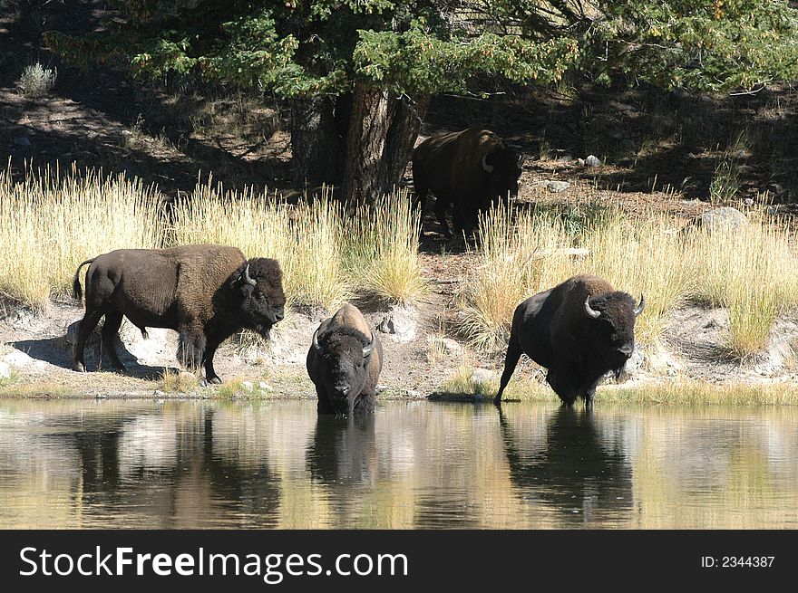 Buffalo At The Stream