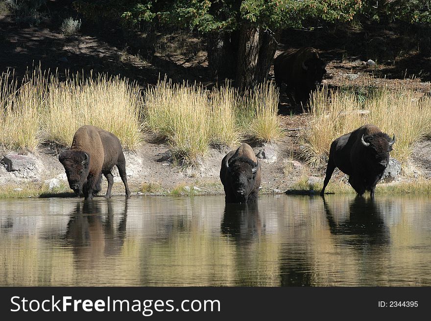 Three buffalo on the side of a stream getting ready to go in. Three buffalo on the side of a stream getting ready to go in