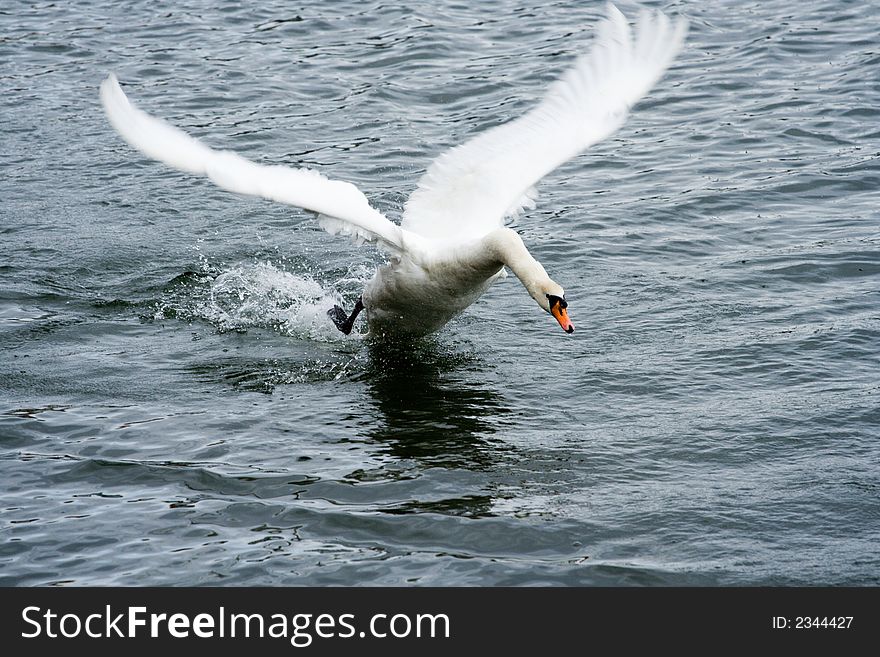 A swan runs accross water in it's effort to take off. A swan runs accross water in it's effort to take off