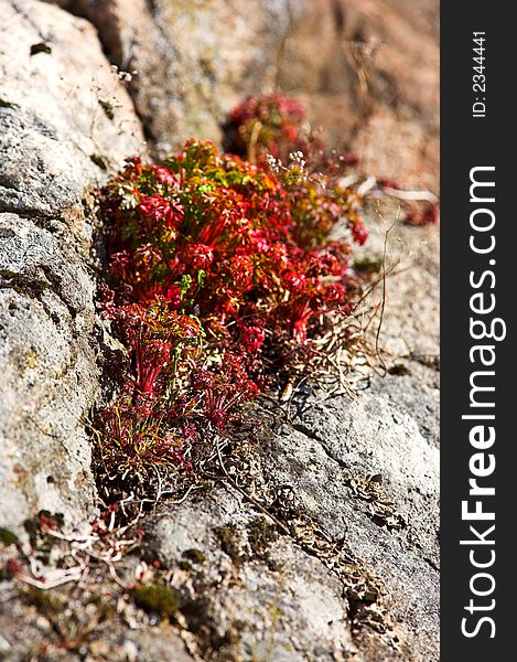 Close-up photo of plants living on rocks (Norway). Close-up photo of plants living on rocks (Norway)