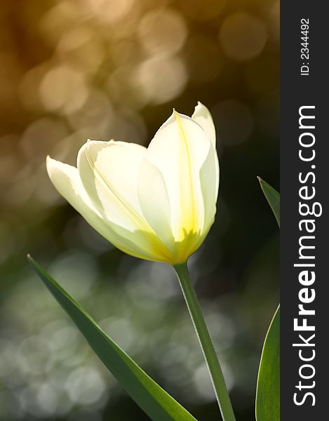 A photo of traditional white tulips in a Scandinavian garden in springtime. A photo of traditional white tulips in a Scandinavian garden in springtime