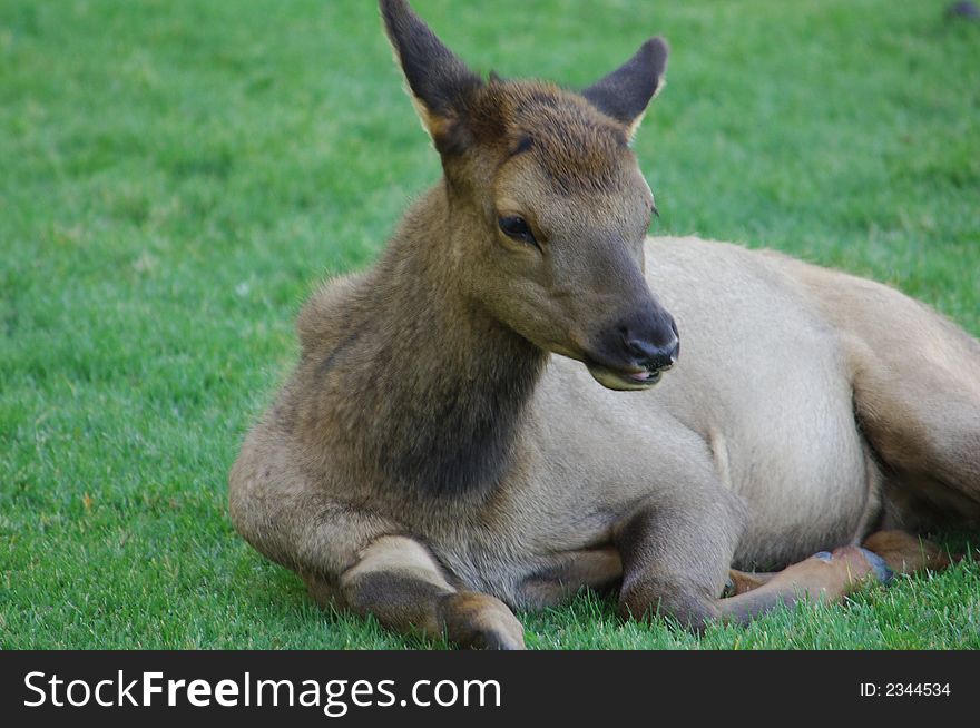 Young elk laying down on the grass. Young elk laying down on the grass