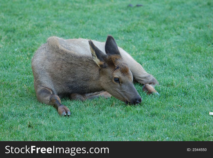 Young Elk On The Grass