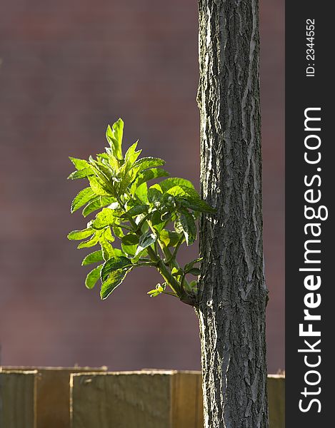 A photo of young green leaves on a tree (in late afternoon sunshine and a fence). A photo of young green leaves on a tree (in late afternoon sunshine and a fence)