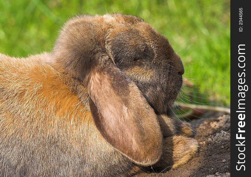 Photo of domesticated rabbit taking a rest in the sunshine