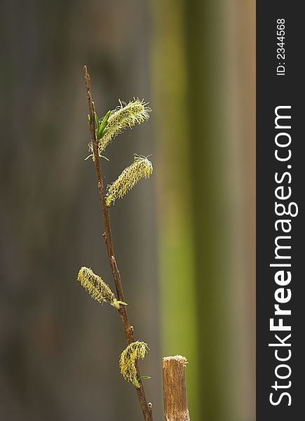 A close up photo of natures small wonders