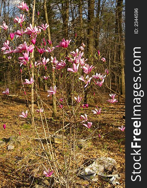 Pink magnolia flowers arrive each spring in Pennsylvania.  The large flowers can be found in gardens and also in isolated parts of the woods.