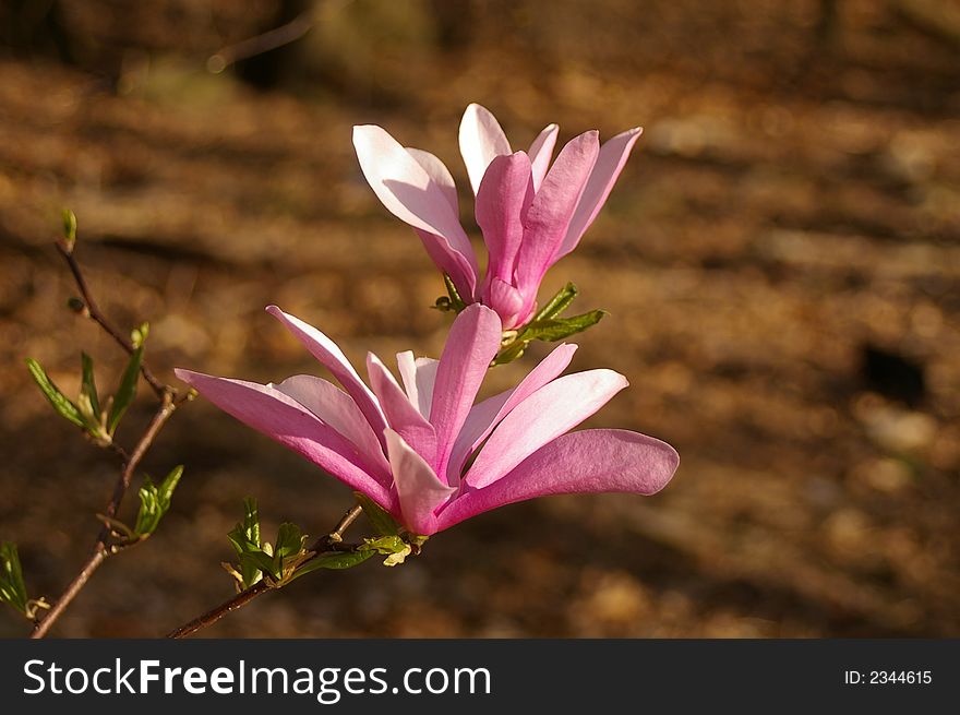 Pink magnolia flowers arrive each spring in Pennsylvania. The large flowers can be found in gardens and also in isolated parts of the woods.