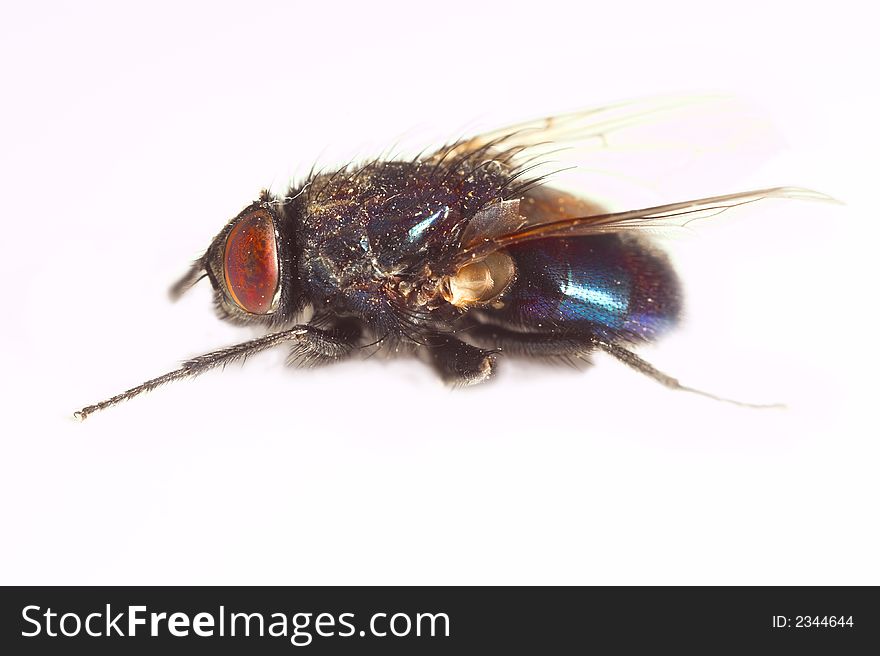A macro photo of a one-eyed fly