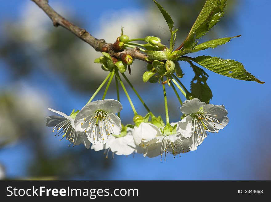 Photo of fruit flowers a warm and sunny day in spring