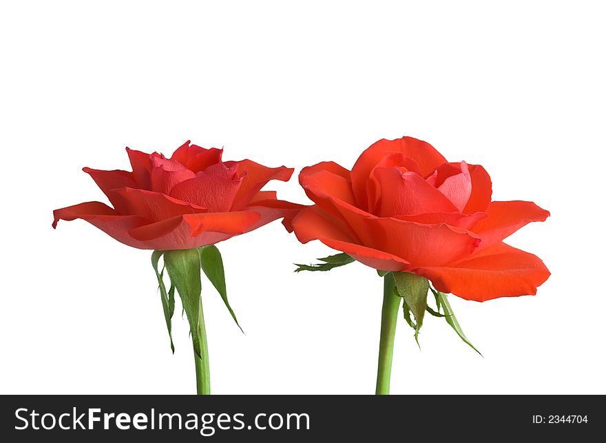 A photo of isolated red roses (room for text)
