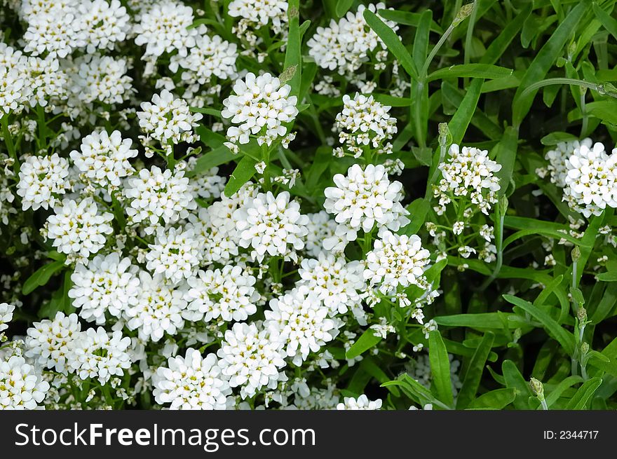 Close up of small white flowers; green leafs on background