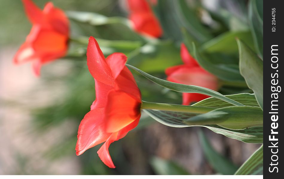 Red tulips in the garden