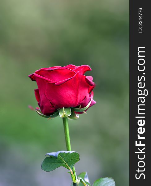 A close up photo of garden rose in natural condition. A close up photo of garden rose in natural condition