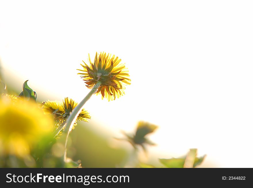 Fresh, spring dandelion blooming and facing to sun. Lots of copy space, ideal for all projects!. Fresh, spring dandelion blooming and facing to sun. Lots of copy space, ideal for all projects!