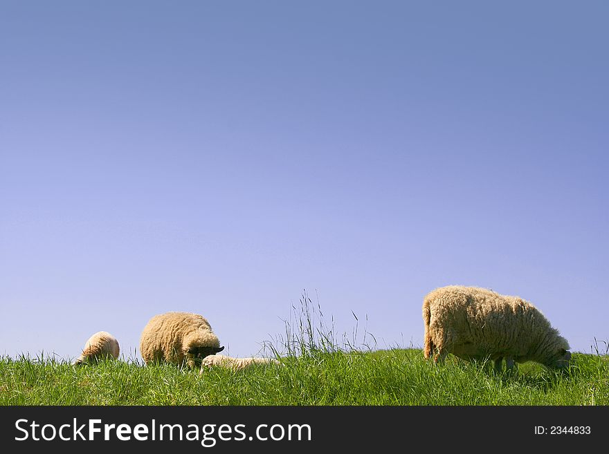 Sheep eating grass on a sunny day in spring time. Sheep eating grass on a sunny day in spring time.