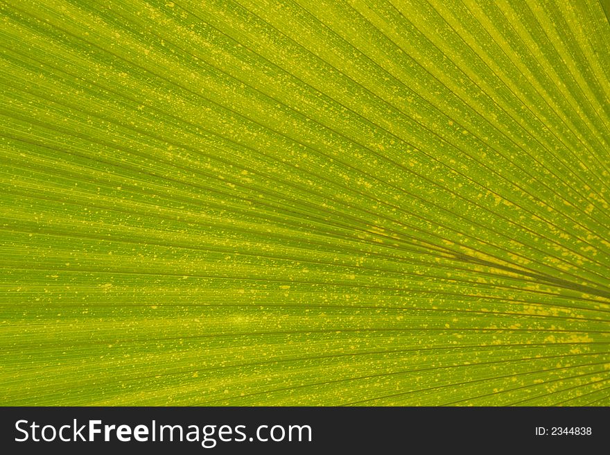 Tropical Leaf