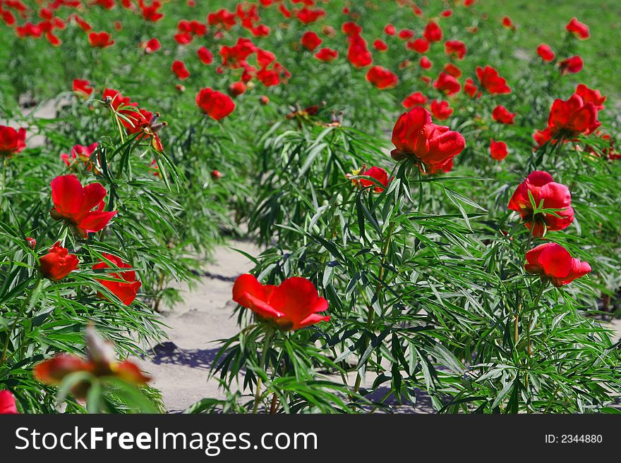 Red flowers in a field. Red flowers in a field.