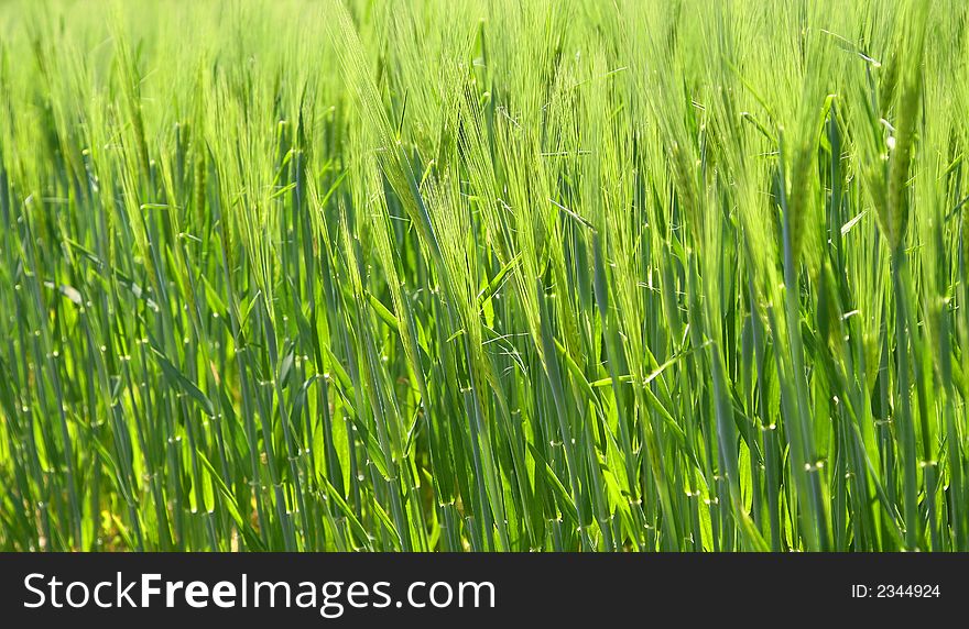 View across a spring wheat field, grain.