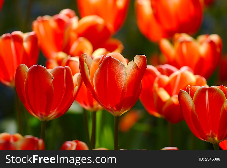 Dutch's tulips in a sunny field