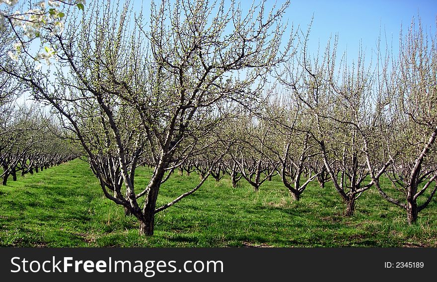 Rows of trees in an orchard