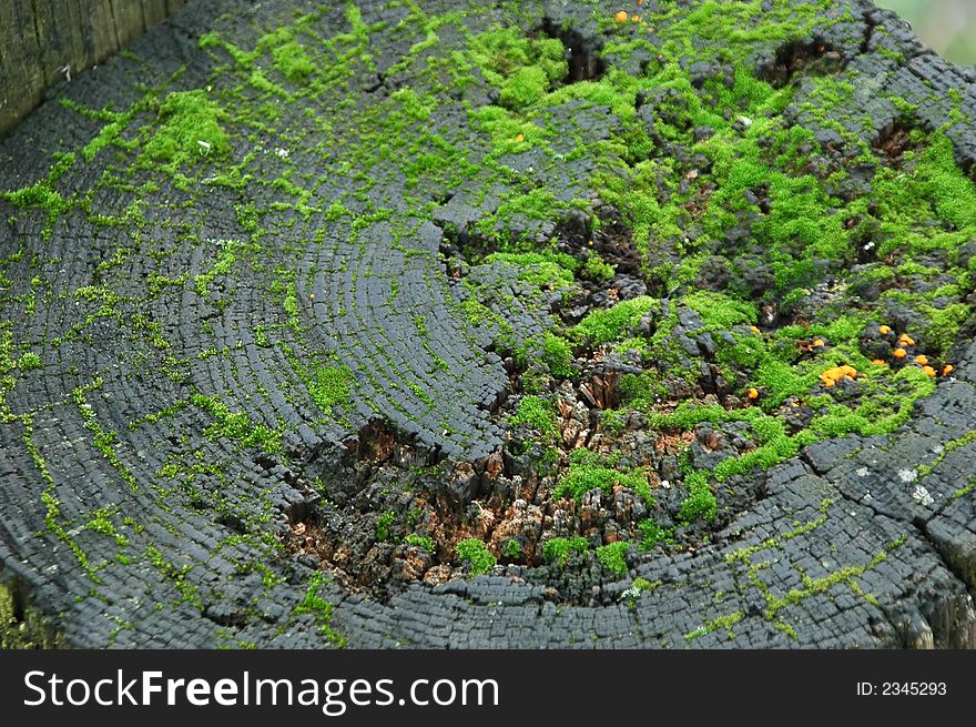 Green moss growing on a tree bark.